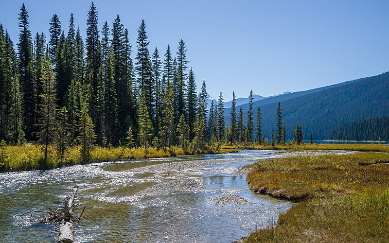 River in Canada, river, National Park, Canada, trees, HD wallpaper | Peakpx