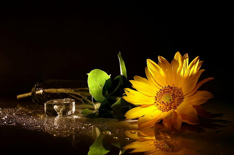 Solitary Sunshine, flower, table, still life, sunflower, HD wallpaper