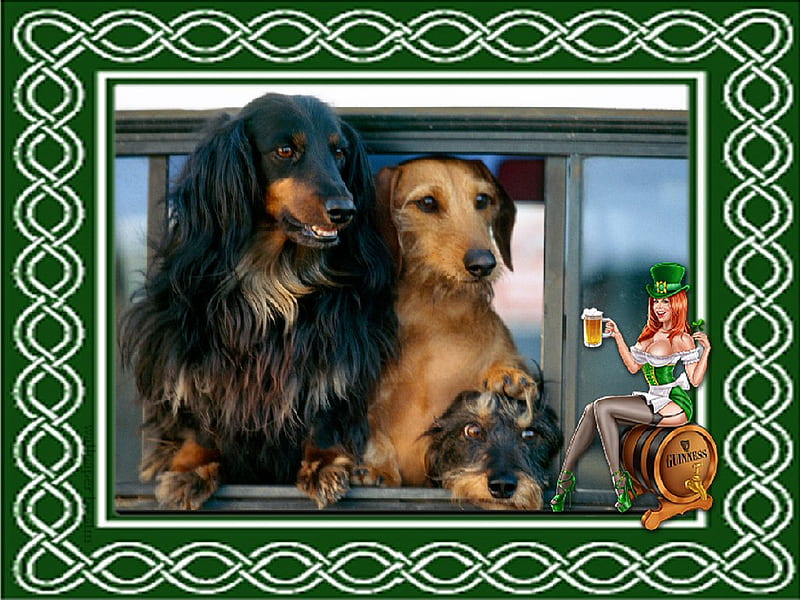 Three Dogs and a Lass, irish, green, lass, mug, beer, sexy, dogs, shamrock, HD wallpaper