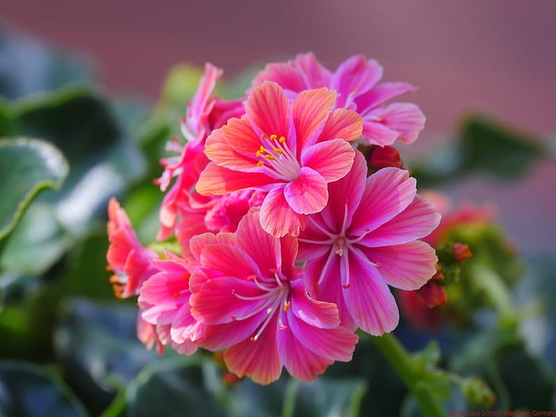 Coral Pink Lewisia, pretty, maids, flowers, nature, lewisia, coral, cliff, pink, HD wallpaper