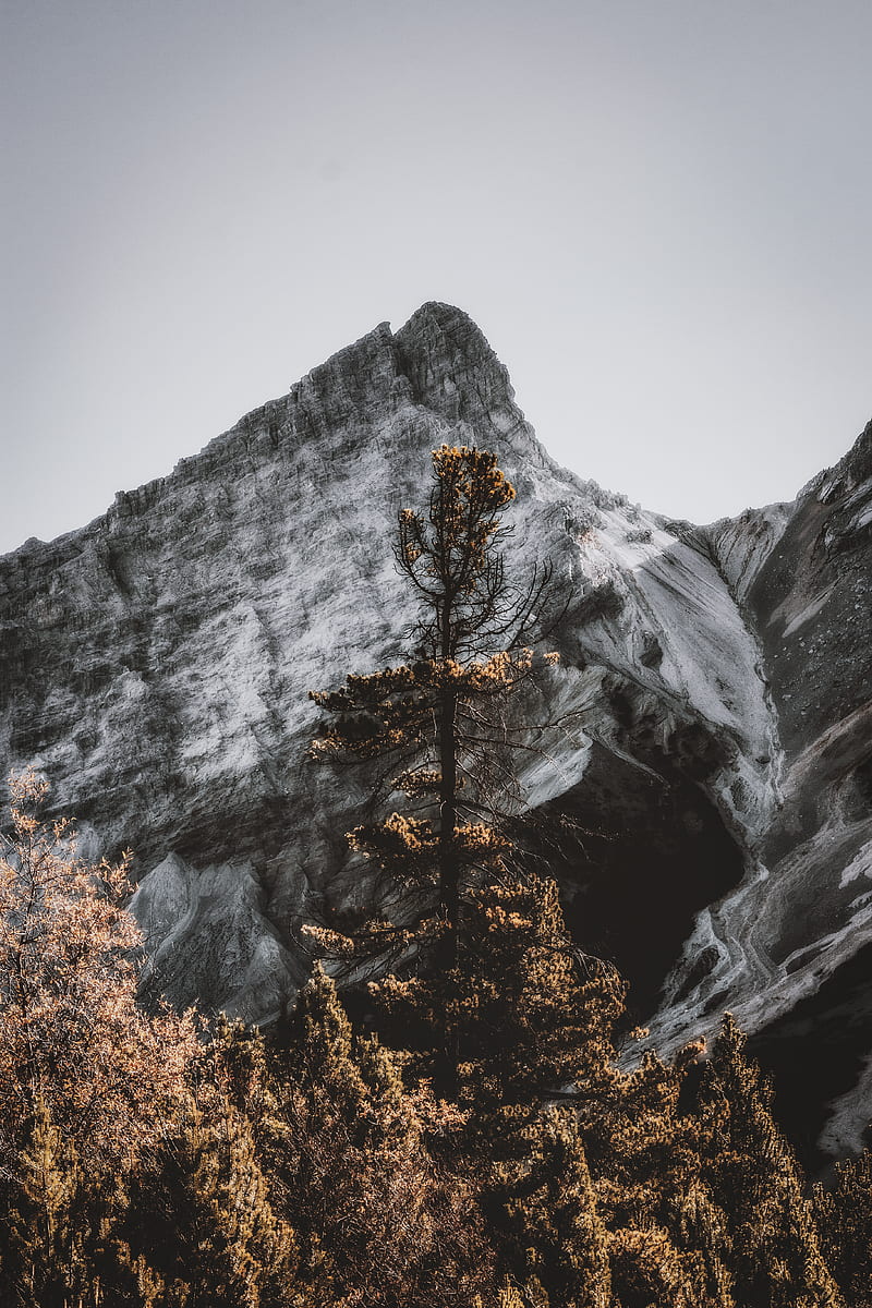 5k Free Download Brown And Green Trees Near Mountain During Daytime