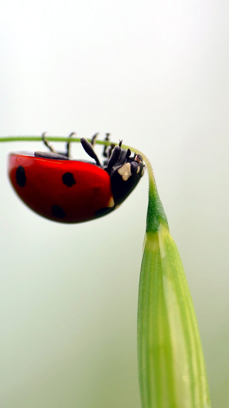 ladybug, bug, nature, red, HD phone wallpaper