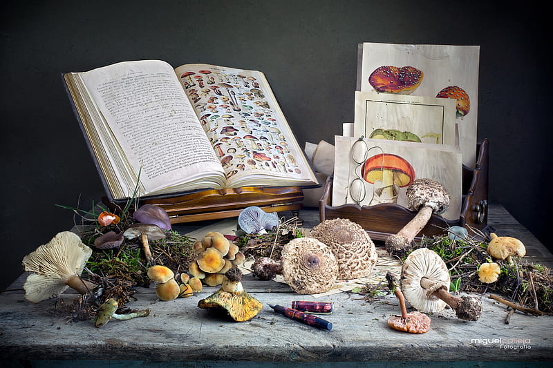 Food, Still Life, Book, Drawing, Mushroom, HD wallpaper