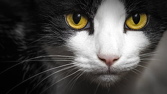 Angry Face Of Yellow Eyes Black White Cat HD Cat Wallpapers