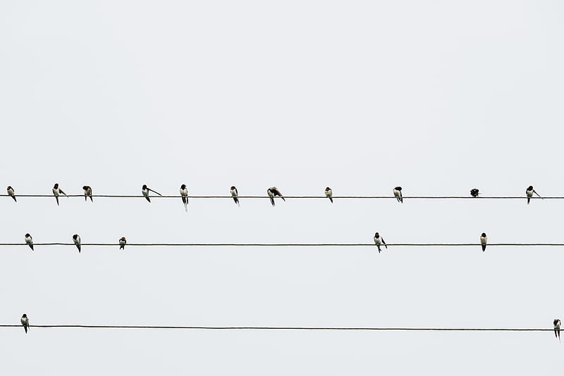 swallows, birds, wires, minimalism, HD wallpaper