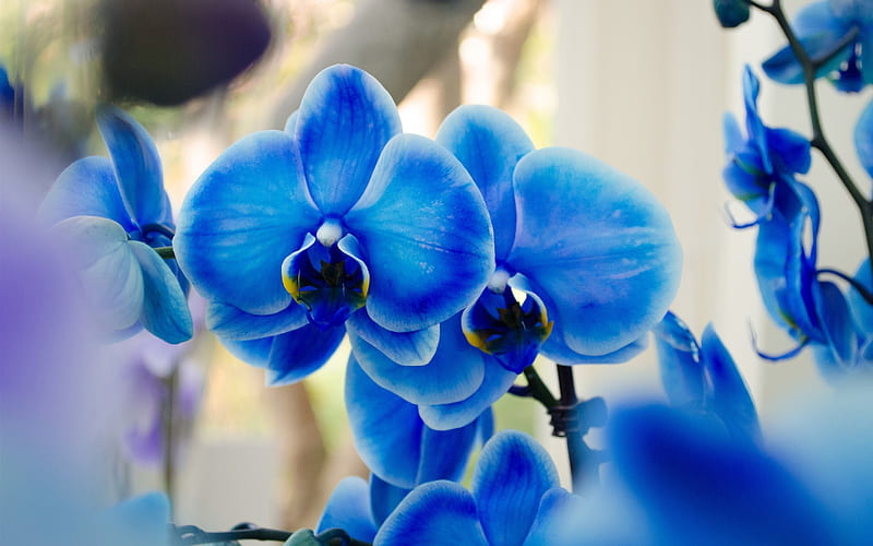 blue orchids, macro, blue flowers, flora, bokeh, Orchidaceae, orchids, Phalaenopsis, HD wallpaper