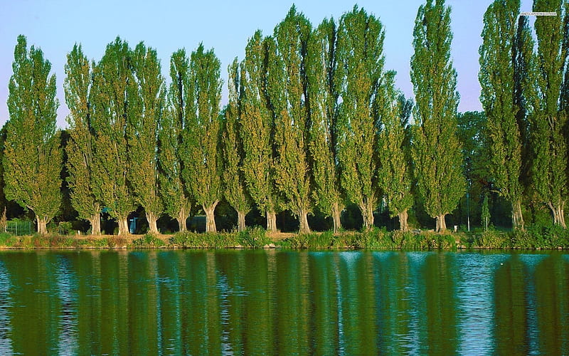 Beautiful Poplars on the Lakeside, nature, reflection, trees, lake, poplars, HD wallpaper