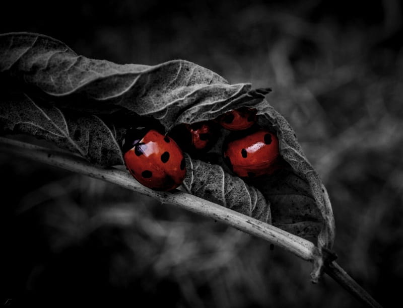 Ladybugs, nature, two colors, insects, leaf, HD wallpaper