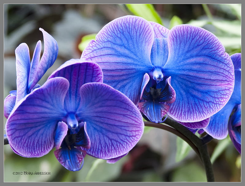 Blue and Purple Orchids (Page 1), HD wallpaper