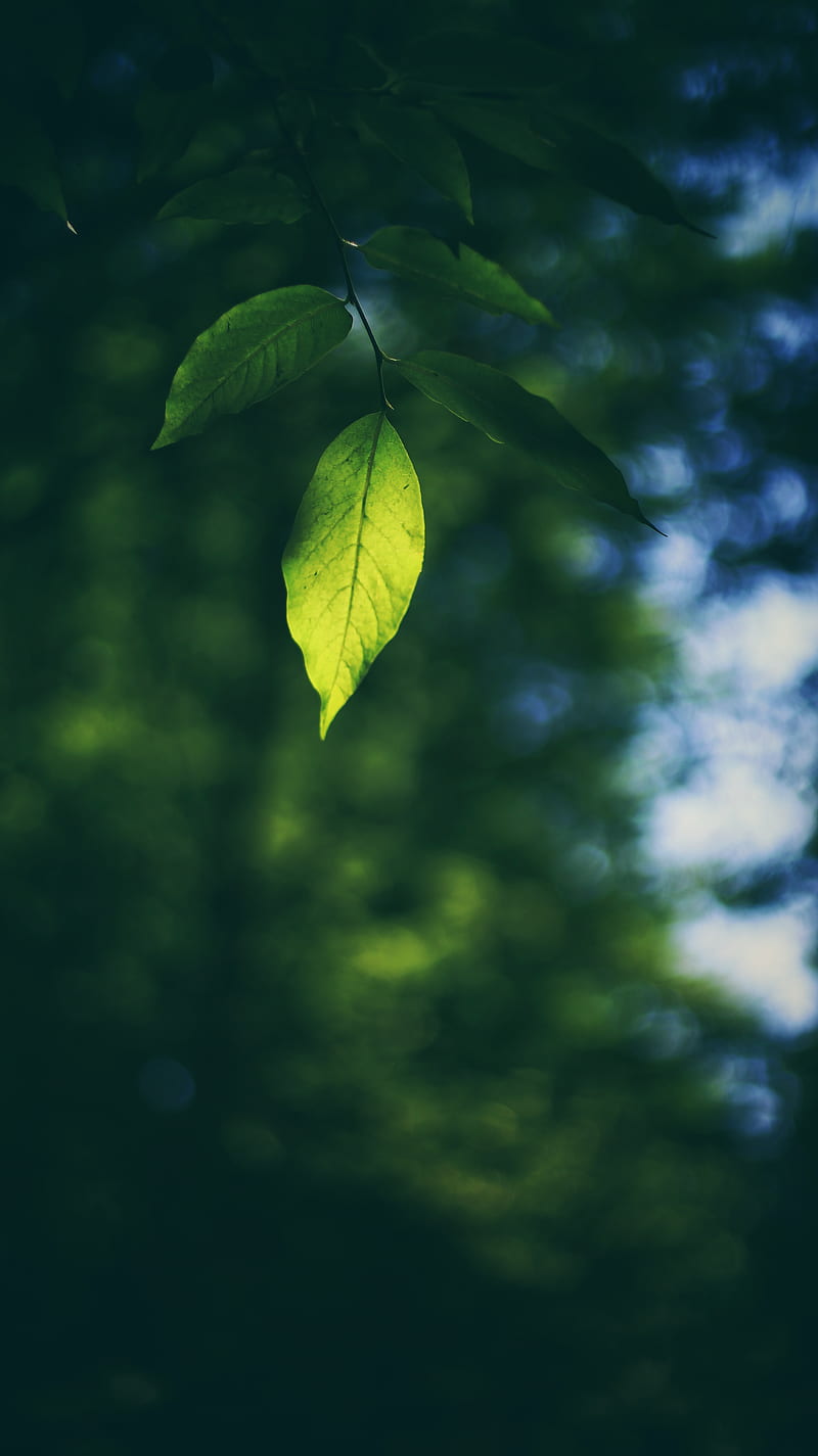 leaf, branch, macro, blur, HD phone wallpaper