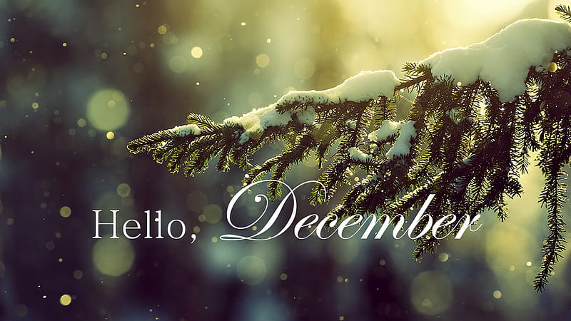 Hello December Letter In Snow Covered Tree Branch Bokeh Background December, HD wallpaper