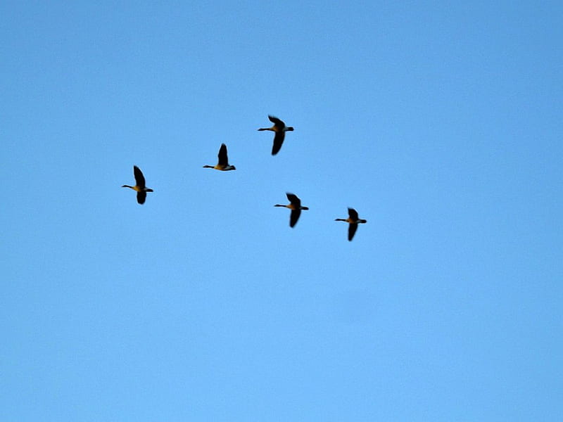 geese, birds, sky, blue, HD wallpaper