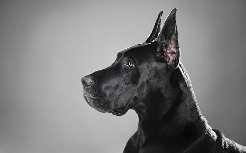 Great Dane muzzle, pets, dogs, domestic dog, Deutsche Dogge, German Mastiff, Dogue Allemand, HD wallpaper