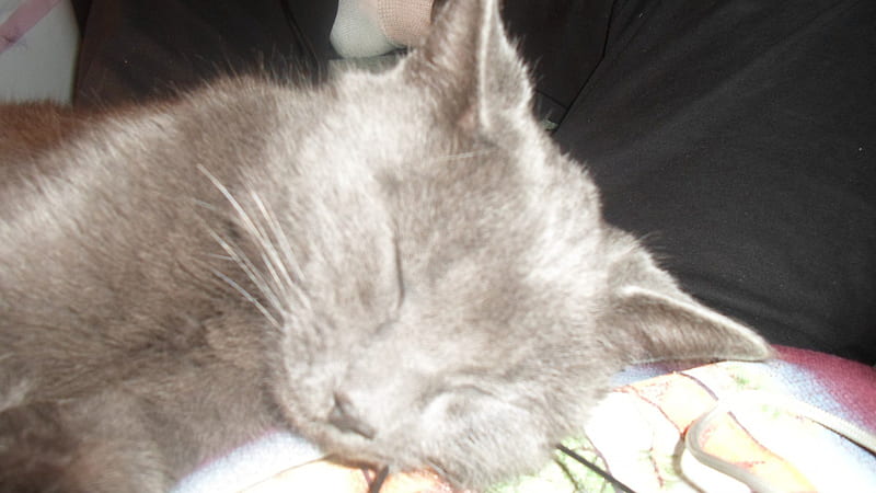 My little Missy, pet, feline, russian blue, cat, sleeping, HD wallpaper