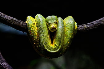 reptiles, python, Fond d'écran HD