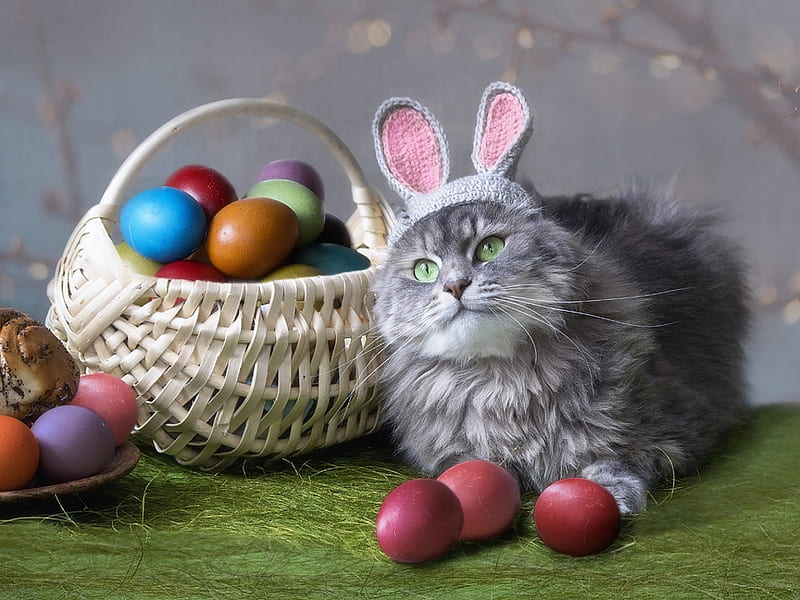 Easter bunny, daykiney, ears, easter, cat, egg, green, basket, bunny, pisica, HD wallpaper
