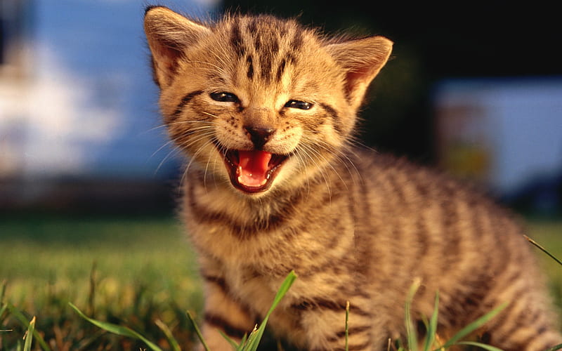 24 Meow Baby Kitten-Cute Baby Kitten, HD wallpaper