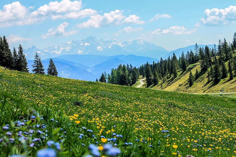 Alpine meadow, viragok, hegyek, egbolt, alpesi taj, fak, alpok, HD wallpaper