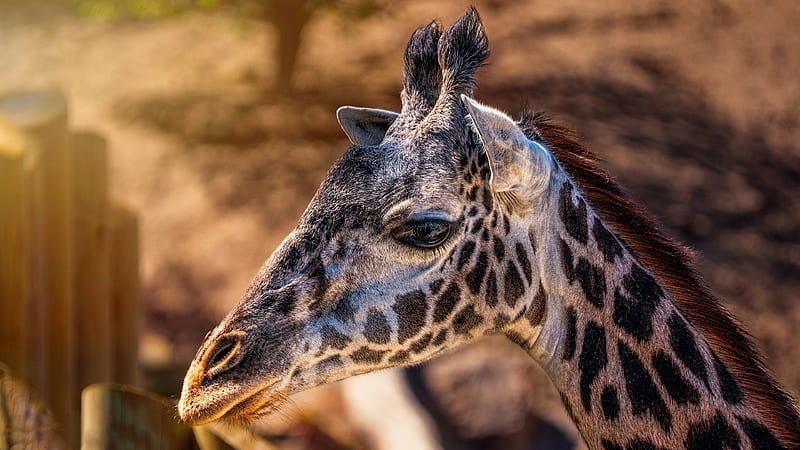 Giraffes Head Closeup , giraffe, animals, HD wallpaper