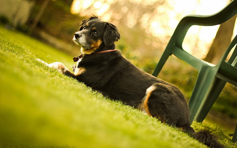 *** Resting dog ***, grass, resting, animals, dogs, dog, animal, HD wallpaper