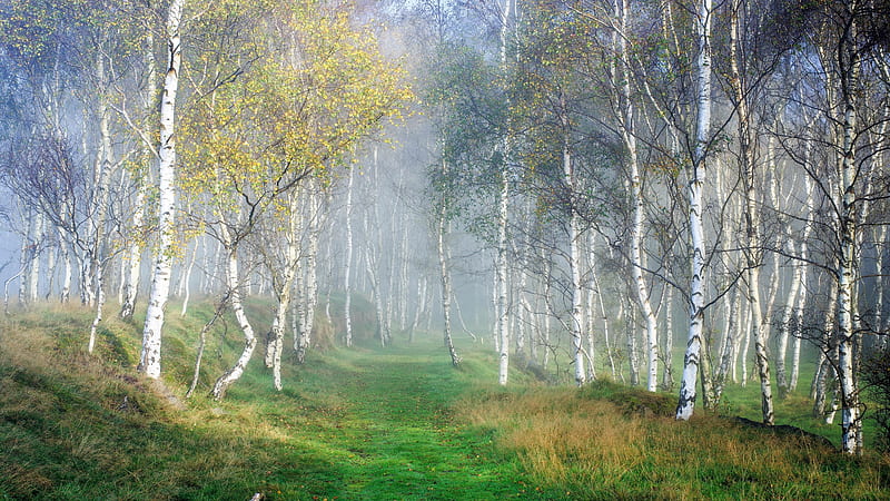 Birch Forest in Fog, forest, path, birch, trees, fog, Nature, HD wallpaper