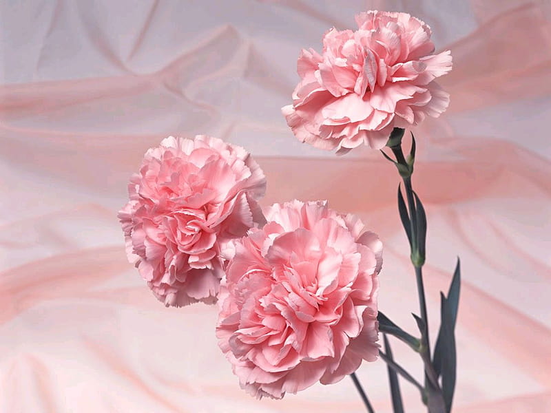 Pink carnations., plant, flower, nature, carnation, petal, pink, dianthus, HD wallpaper