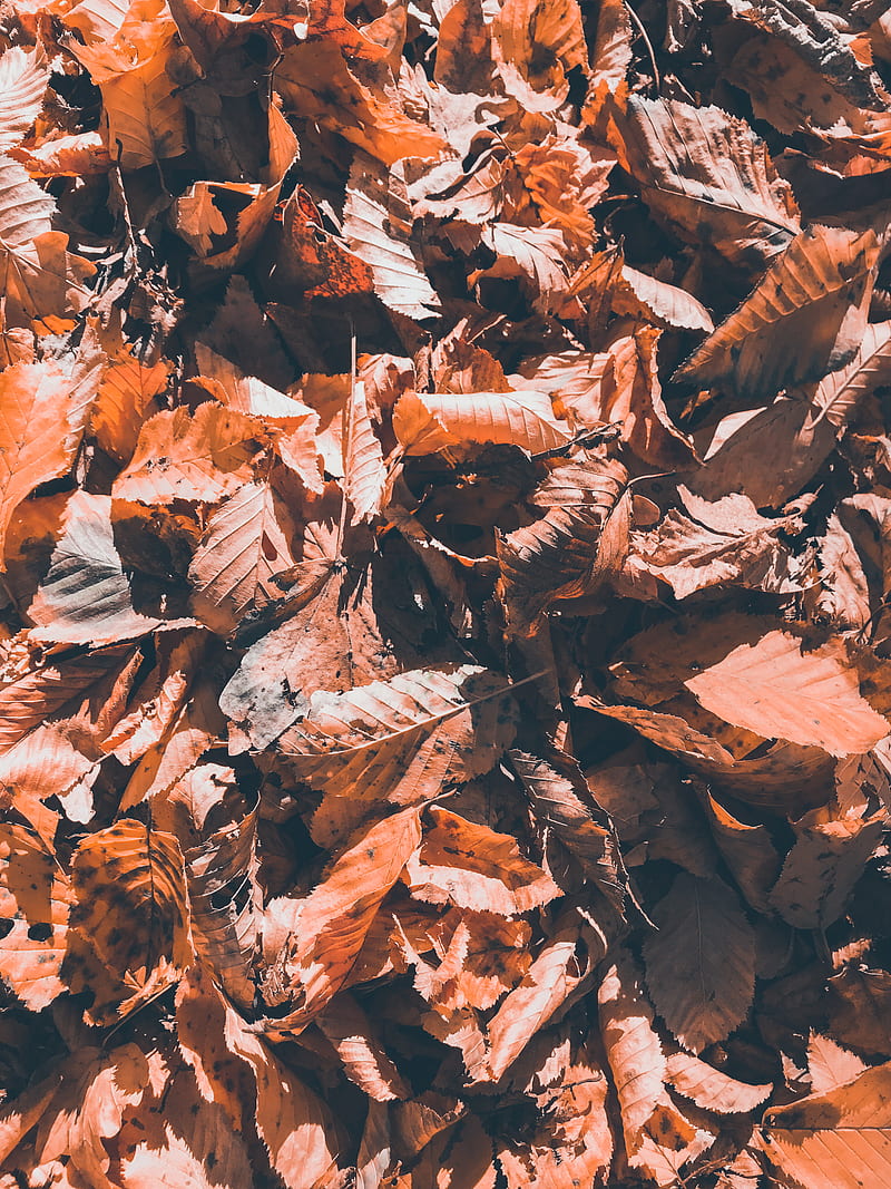 dried brown leaves, HD phone wallpaper