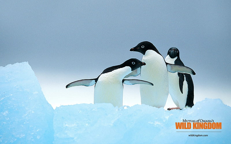 Penguin, HD wallpaper
