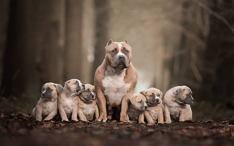 Pit Bull Terrier, family, bokeh, brown pitbull, mother and cubs, dogs, Pit Bull, pets, Pit Bull Dog, HD wallpaper
