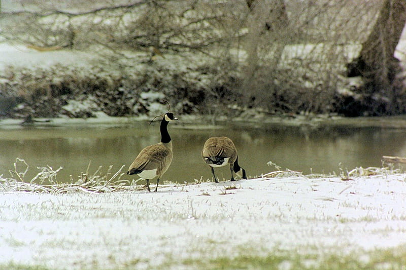 Canadian Geese On Frosty Shore, birds, geese, Nature, landscape, HD wallpaper