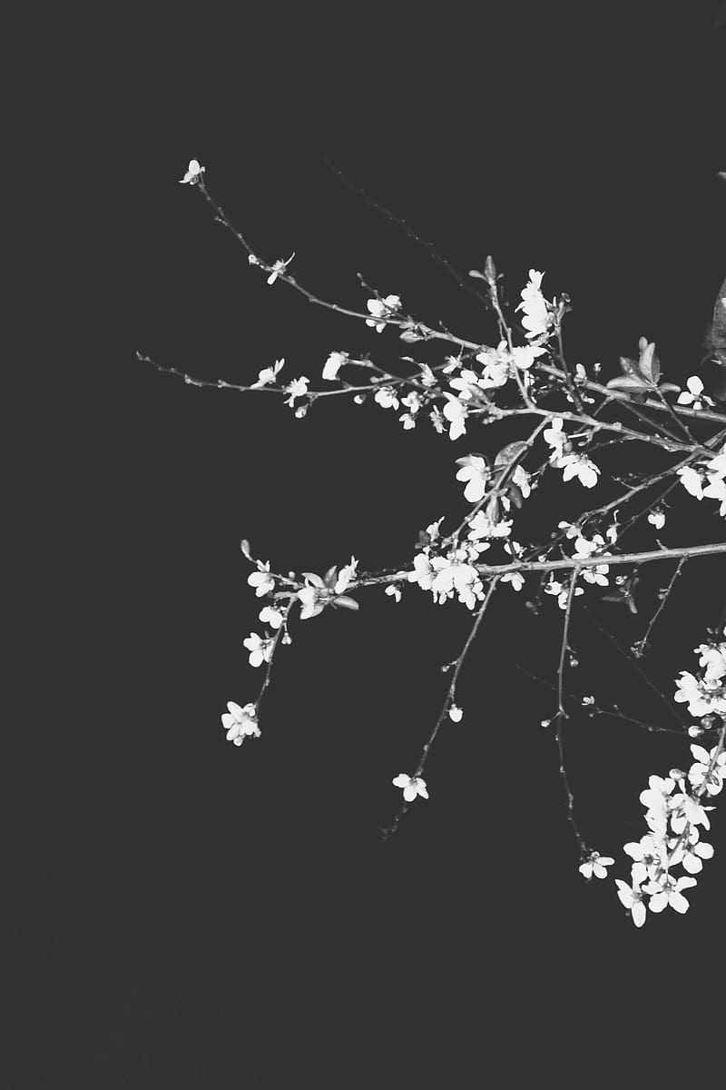 Branches, flowers, spring, black background, HD phone wallpaper | Peakpx