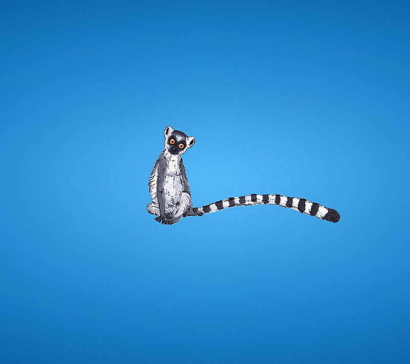 lemur, HD wallpaper