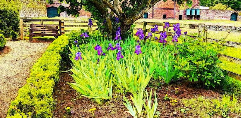 Iris in walled garden, fallodon hall, northumberland, flowers, garden, walled garden, blue, earl grey, iris, HD wallpaper