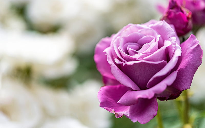 purple rose, background with roses, beautiful purple flower, roses, purple rose bud, HD wallpaper