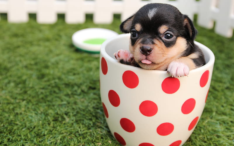Chihuahua puppy, small dog, cute animal, pets, HD wallpaper