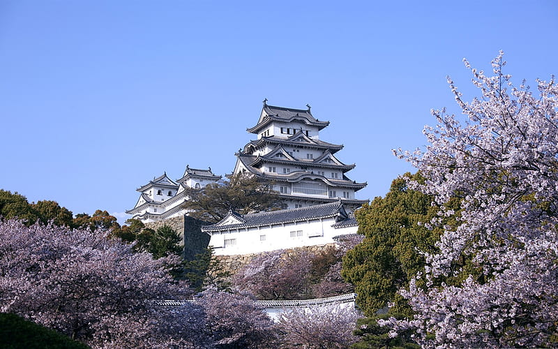 himeji castle and cherry blossoms-spring Album, HD wallpaper