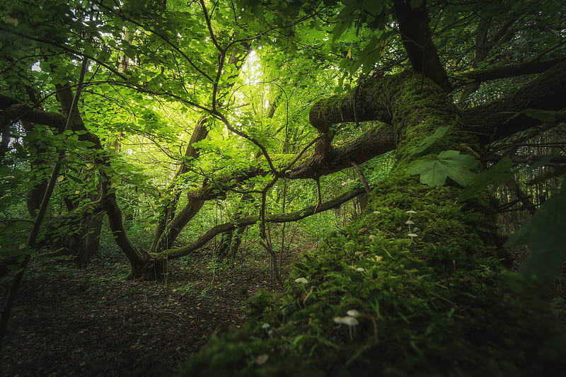 Earth, Moss, Forest, Greenery, Tree, HD wallpaper