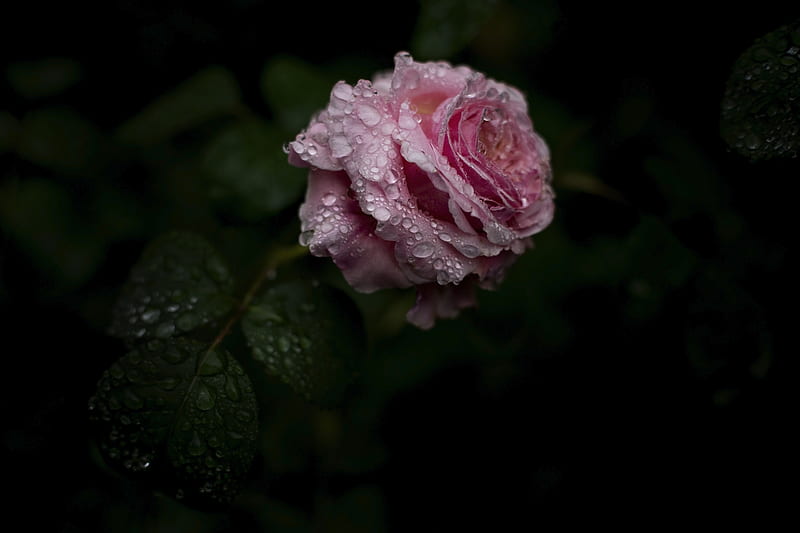 rose, flower, drops, water, HD wallpaper