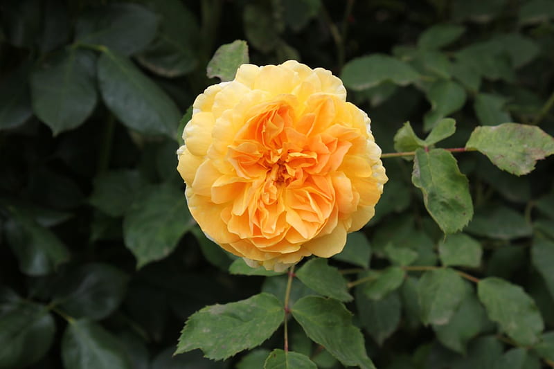 double yellow rose, yellow roses, flowers, nature, roses, HD wallpaper