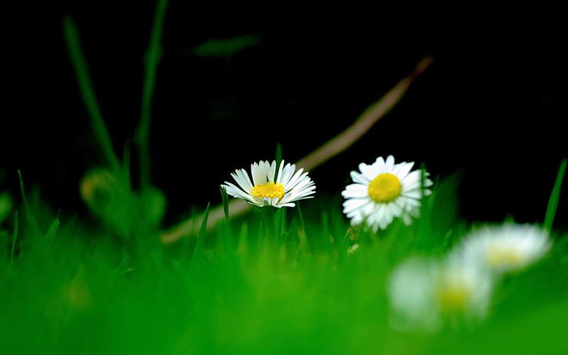 small daisies-beautiful flowers, HD wallpaper
