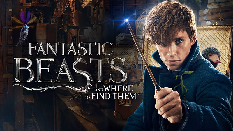 Movie, Fantastic Beasts and Where to Find Them, Newt Scamander, HD wallpaper