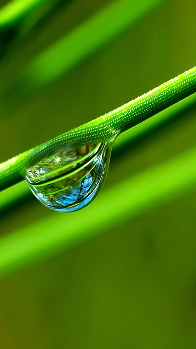 Waterdrop, drop, green, nature, water, HD phone wallpaper