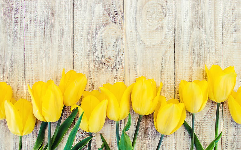 Yellow tulips, wooden background, light boards, yellow flowers, tulips,  beautiful flowers, HD wallpaper | Peakpx