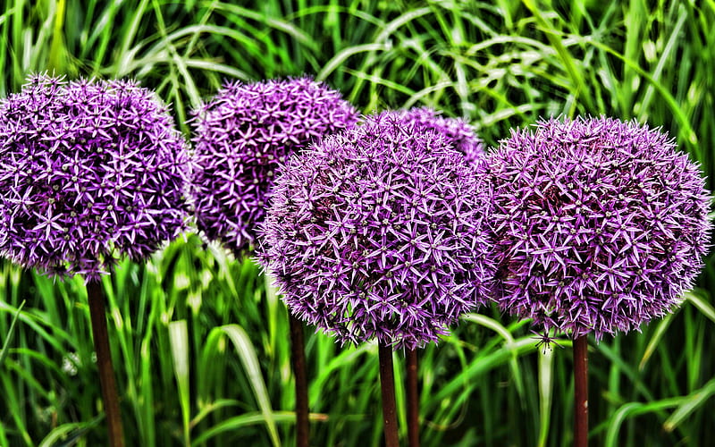 Alliums, macro, Ornamental Onions, purple alliums, R, Decorative onion, bokeh, purple flowers, HD wallpaper