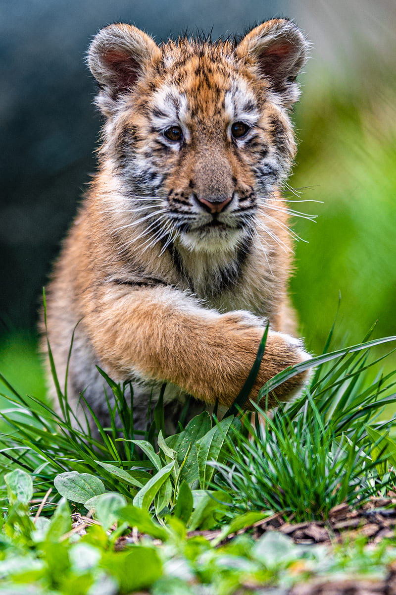 tiger cub, tiger, animal, cute, grass, wildlife, HD phone wallpaper