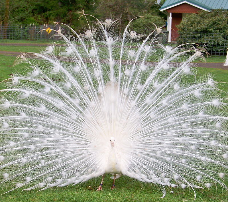 White Peacock, peacock, white, HD wallpaper