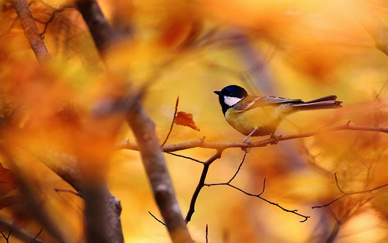 Blue Tit, autumn, orange, bird, pasari, toamna, pitigoi, leaf, HD wallpaper