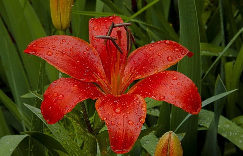 Precioso lirio rojo, lirios, rojo, flores, naturaleza, Fondo de pantalla HD  | Peakpx