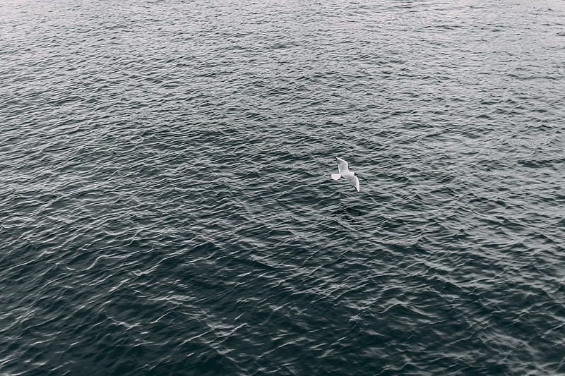 aerial graphy of white bird flying over body of water at daytime, HD wallpaper