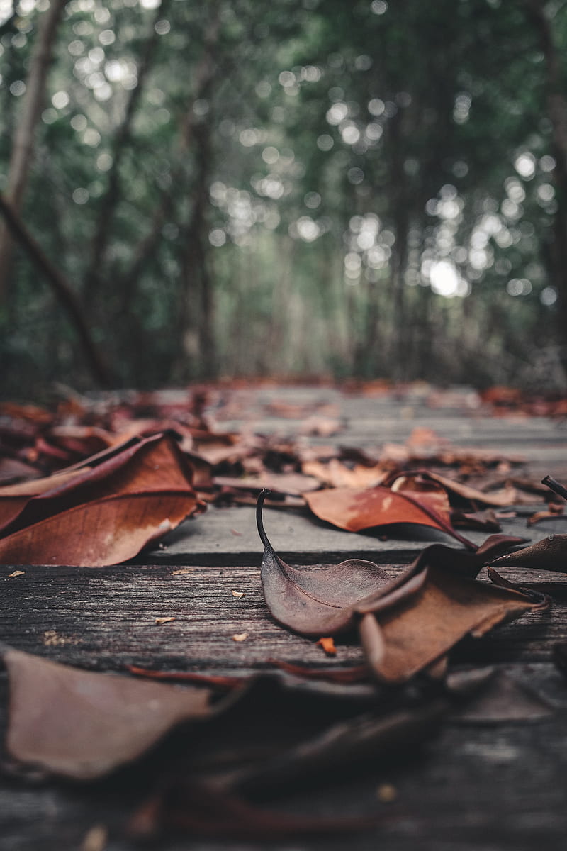 foliage, leaves, autumn, boards, wooden, HD phone wallpaper